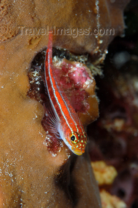 indonesia106: Wakatobi archipelago, Tukangbesi Islands, South East Sulawesi, Indonesia: goby on sponge - family Gobiidae - Banda Sea - Wallacea - photo by D.Stephens - (c) Travel-Images.com - Stock Photography agency - Image Bank