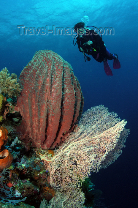 indonesia107: Wakatobi archipelago, Tukangbesi Islands, South East Sulawesi, Indonesia: diver and barrel sponge - scuba diving - Banda Sea - Wallacea - photo by D.Stephens - (c) Travel-Images.com - Stock Photography agency - Image Bank