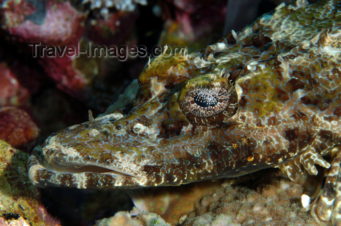 indonesia109: Wakatobi archipelago, Tukangbesi Islands, South East Sulawesi, Indonesia: crocodile fish head - Cymbacephalus beauforti - Banda Sea - Wallacea - photo by D.Stephens - (c) Travel-Images.com - Stock Photography agency - Image Bank