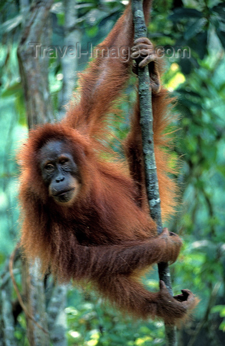 indonesia110: Bukit Lawang, North Sumatra, Indonesia: Sumatran Orangutan in the jungle - Pongo abelii - photo by S.Egeberg  - (c) Travel-Images.com - Stock Photography agency - Image Bank