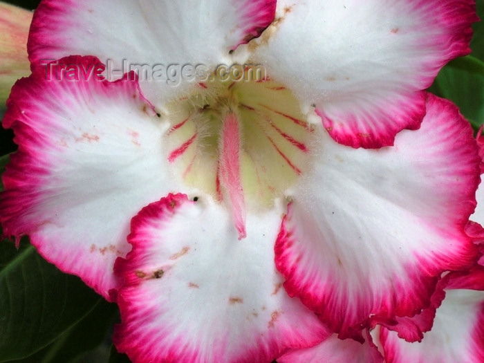 indonesia116: Seminyak, Bali, Indonesia: red and white Hibiscus - Kembali Villas - photo by D.Jackson - (c) Travel-Images.com - Stock Photography agency - Image Bank