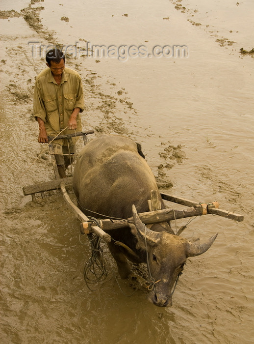 indonesia42: Indonesia - West Sumatra: Lake Maninjau - farmer and buffalo work in the mud - photo by P.Jolivet - (c) Travel-Images.com - Stock Photography agency - Image Bank