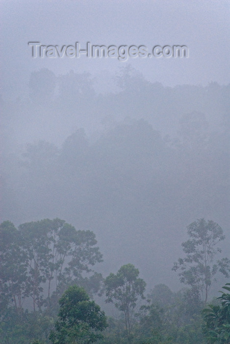 indonesia43: Indonesia - West Sumatra: forest at sunrise -  - photo by P.Jolivet - (c) Travel-Images.com - Stock Photography agency - Image Bank