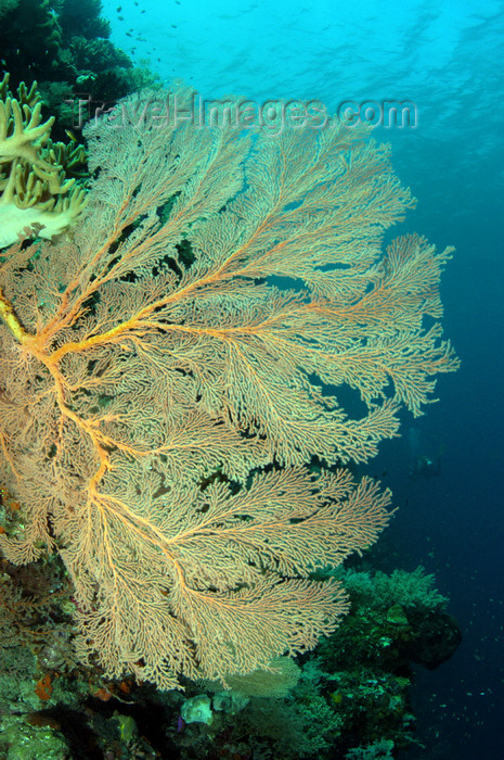 indonesia45: Wakatobi archipelago, Tukangbesi Islands, South East Sulawesi, Indonesia: knotted fan coral on wall - Banda Sea - Wallacea - photo by D.Stephens - (c) Travel-Images.com - Stock Photography agency - Image Bank