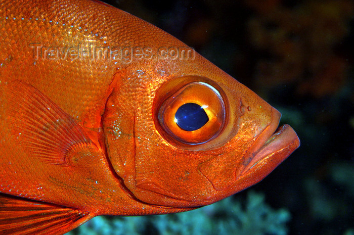 indonesia46: Wakatobi archipelago, Tukangbesi Islands, South East Sulawesi, Indonesia : Crescent-tail Bigeye - Priacanthus hamrur - fish of the family Priacanthidae - Banda Sea - Wallacea - photo by D.Stephens - (c) Travel-Images.com - Stock Photography agency - Image Bank