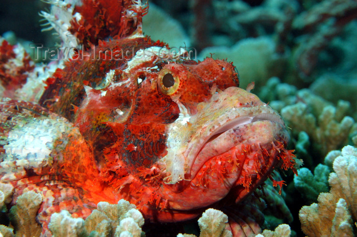 indonesia48: Wakatobi archipelago, Tukangbesi Islands, South East Sulawesi, Indonesia: Ragged Scorpion fish - Scorpaenopsis venosa
 - Banda Sea - Wallacea - photo by D.Stephens - (c) Travel-Images.com - Stock Photography agency - Image Bank