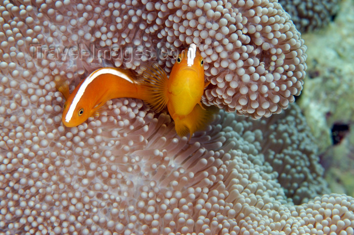 indonesia49: Wakatobi archipelago, Tukangbesi Islands, South East Sulawesi, Indonesia: pair of Skunk Clownfish - Amphiprion sandaracinos - Banda Sea - Wallacea - photo by D.Stephens - (c) Travel-Images.com - Stock Photography agency - Image Bank