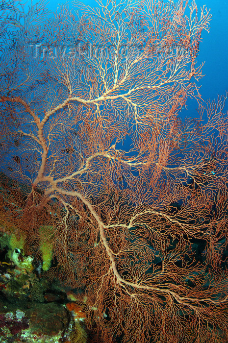 indonesia59: Wakatobi archipelago, Tukangbesi Islands, South East Sulawesi, Indonesia : knotted fan coral - Acabaria splendens - Banda Sea - Wallacea - photo by D.Stephens - (c) Travel-Images.com - Stock Photography agency - Image Bank