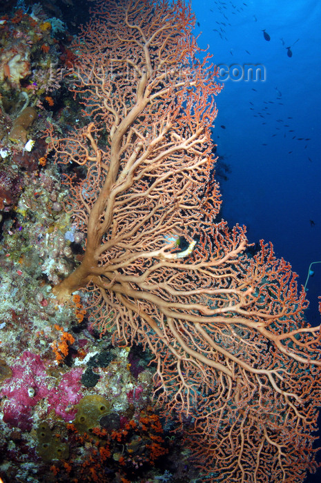 indonesia62: Wakatobi archipelago, Tukangbesi Islands, South East Sulawesi, Indonesia: knotted fan coral and the blue - Acabaria splendens - Banda Sea - Wallacea - photo by D.Stephens - (c) Travel-Images.com - Stock Photography agency - Image Bank