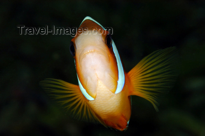 indonesia74: Wakatobi archipelago, Tukangbesi Islands, South East Sulawesi, Indonesia: Clark's anemonefish / Yellowtail clownfish - Amphiprion clarkii - Banda Sea - Wallacea - photo by D.Stephens - (c) Travel-Images.com - Stock Photography agency - Image Bank