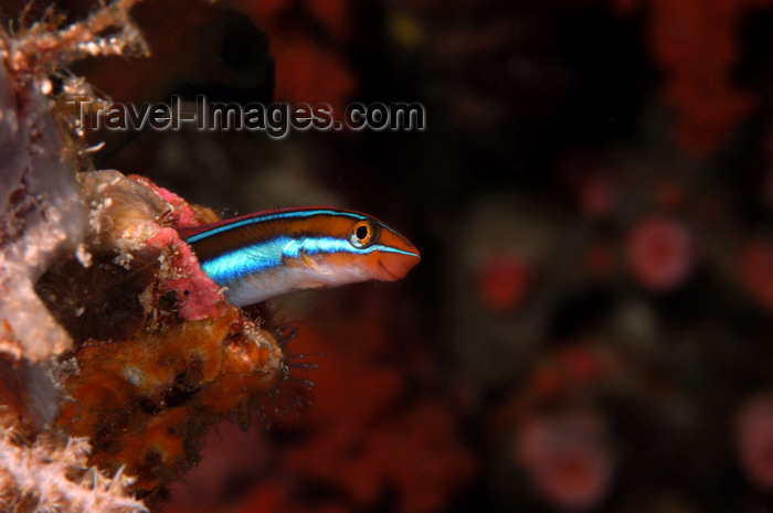 indonesia75: Wakatobi archipelago, Tukangbesi Islands, South East Sulawesi, Indonesia: Blue lined sabretooth blenny - Plagiotremus rhinorhynchos - Banda Sea - Wallacea - photo by D.Stephens - (c) Travel-Images.com - Stock Photography agency - Image Bank