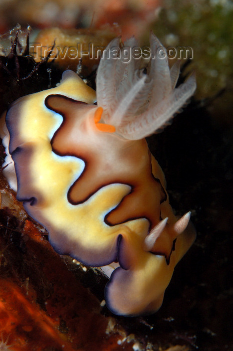 indonesia77: Wakatobi archipelago, Tukangbesi Islands, South East Sulawesi, Indonesia: sea slug - Chromodoris coi, a dorid nudibranch - Banda Sea - Wallacea - photo by D.Stephens - (c) Travel-Images.com - Stock Photography agency - Image Bank