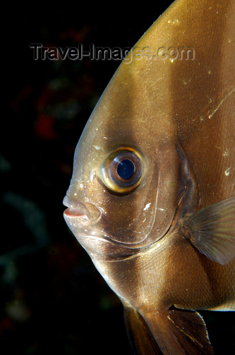 indonesia78: Wakatobi archipelago, Tukangbesi Islands, South East Sulawesi, Indonesia: Orbicular Batfish portrait - 
Platax orbicularis - Banda Sea - Wallacea - photo by D.Stephens - (c) Travel-Images.com - Stock Photography agency - Image Bank