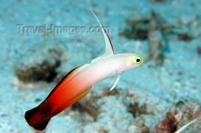 indonesia82: Wakatobi archipelago, Tukangbesi Islands, South East Sulawesi, Indonesia: fire goby or firefish, aka firedart goby - Nemateleotris magnifica
 - Banda Sea - Wallacea - photo by D.Stephens - (c) Travel-Images.com - Stock Photography agency - Image Bank