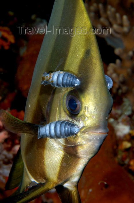 indonesia83: Wakatobi archipelago, Tukangbesi Islands, South East Sulawesi, Indonesia: Orbicular Batfish and copepods - Platax orbicularis - Banda Sea - Wallacea - photo by D.Stephens - (c) Travel-Images.com - Stock Photography agency - Image Bank