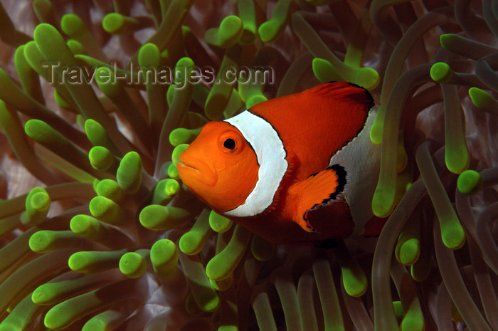 indonesia84: Wakatobi archipelago, Tukangbesi Islands, South East Sulawesi, Indonesia: Clownfish in a Ritteri anemone / False Percula Clownfish - Amphiprion ocellaris - Banda Sea - Wallacea - photo by D.Stephens - (c) Travel-Images.com - Stock Photography agency - Image Bank