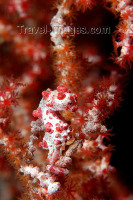 indonesia85: Wakatobi archipelago, Tukangbesi Islands, South East Sulawesi, Indonesia: Pygmy seahorse in the reef - Hippocampus bargibanti - Banda Sea - Wallacea - photo by D.Stephens - (c) Travel-Images.com - Stock Photography agency - Image Bank