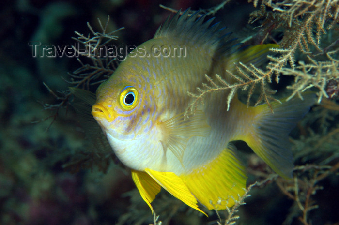 indonesia86: Wakatobi archipelago, Tukangbesi Islands, South East Sulawesi, Indonesia: Golden Sergeant in sea fan - Amblyglyphidodon aureus - Banda Sea - Wallacea - photo by D.Stephens - (c) Travel-Images.com - Stock Photography agency - Image Bank