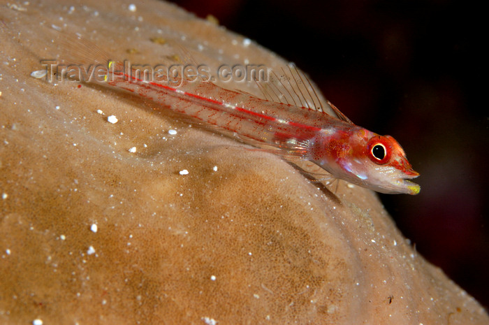 indonesia87: Wakatobi archipelago, Tukangbesi Islands, South East Sulawesi, Indonesia: whip coral goby resting on sponge - Cottogobius yongei - Banda Sea - Wallacea - photo by D.Stephens - (c) Travel-Images.com - Stock Photography agency - Image Bank