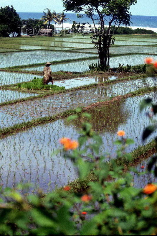 indonesia9: Indonesia - Bali: flooded rice field near the coast - race paddies (photo by Mona Sturges) - (c) Travel-Images.com - Stock Photography agency - Image Bank