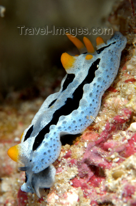 indonesia90: Wakatobi archipelago, Tukangbesi Islands, South East Sulawesi, Indonesia: Nudibranch sp - sea slug raoms the reef - marine opisthobranch gastropod mollusk - Banda sea - Wallacea - photo by D.Stephens - (c) Travel-Images.com - Stock Photography agency - Image Bank