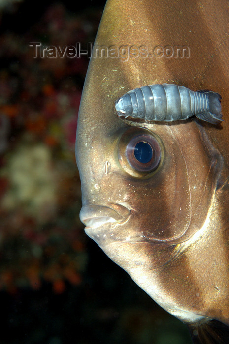 indonesia91: Wakatobi archipelago, Tukangbesi Islands, South East Sulawesi, Indonesia: Orbicular Batfish and copepod - Platax orbicularis - family Ephippidae - Banda Sea - Wallacea - photo by D.Stephens - (c) Travel-Images.com - Stock Photography agency - Image Bank