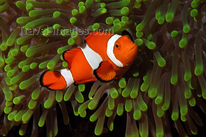 indonesia92: Wakatobi archipelago, Tukangbesi Islands, South East Sulawesi, Indonesia: Clownfish in a Ritteri anemone / False Percula Clownfish - Amphiprion ocellaris - family Pomacentridae - Banda Sea - Wallacea - photo by D.Stephens - (c) Travel-Images.com - Stock Photography agency - Image Bank