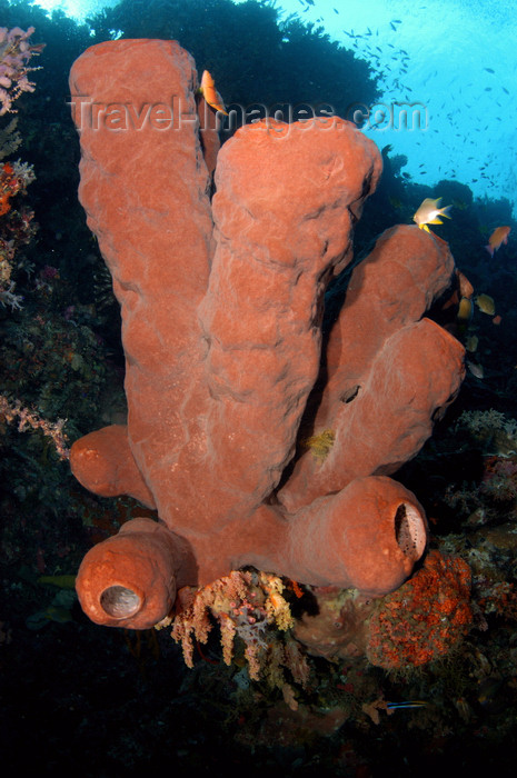 indonesia94: Wakatobi archipelago, Tukangbesi Islands, South East Sulawesi, Indonesia: Tube sponge in the coral reef - Banda Sea - Wallacea - photo by D.Stephens - (c) Travel-Images.com - Stock Photography agency - Image Bank