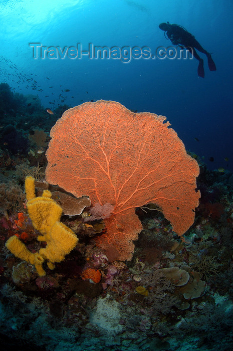 indonesia95: Wakatobi archipelago, Tukangbesi Islands, South East Sulawesi, Indonesia: diver above fan coral - Banda Sea - Wallacea - photo by D.Stephens - (c) Travel-Images.com - Stock Photography agency - Image Bank