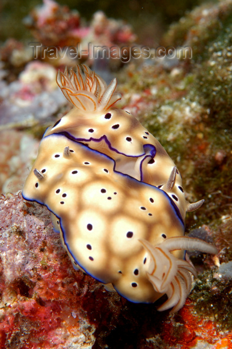 indonesia96: Wakatobi archipelago, Tukangbesi Islands, South East Sulawesi, Indonesia: mating nudibranchs - Chromodoris kuniei, sea slugs - Banda Sea - Wallacea - photo by D.Stephens - (c) Travel-Images.com - Stock Photography agency - Image Bank