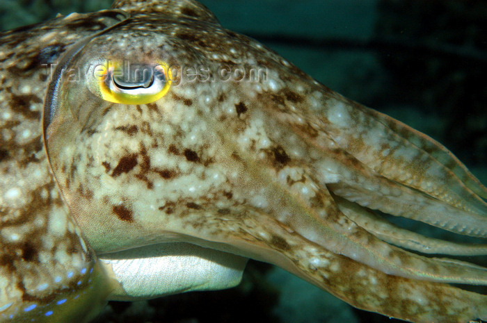 indonesia97: Wakatobi archipelago, Tukangbesi Islands, South East Sulawesi, Indonesia: Broadclub cuttlefish head - Sepia latimanus
 - Banda Sea - Wallacea - photo by D.Stephens - (c) Travel-Images.com - Stock Photography agency - Image Bank