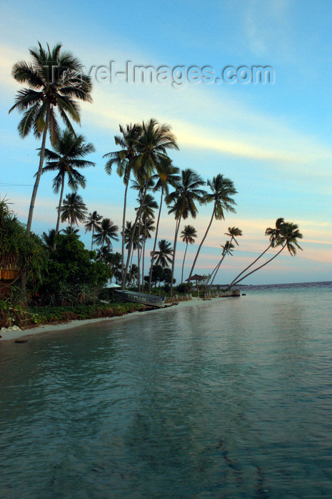 indonesia98: Pulau Tolandono, Wakatobi archipelago, Tukangbesi Islands, South East Sulawesi, Indonesia: sunset in Wakatobi - beach and coconut trees - Banda Sea - Wallacea - photo by D.Stephens - (c) Travel-Images.com - Stock Photography agency - Image Bank