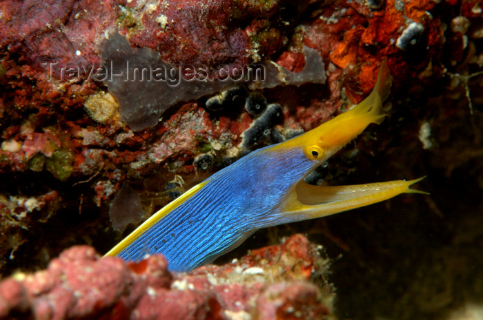 indonesia99: Wakatobi archipelago, Tukangbesi Islands, South East Sulawesi, Indonesia: Blue ribbon eel / Ribbon moray - Rhinomuraena quaesita - family Muraenidae - Banda Sea - Wallacea - photo by D.Stephens - (c) Travel-Images.com - Stock Photography agency - Image Bank