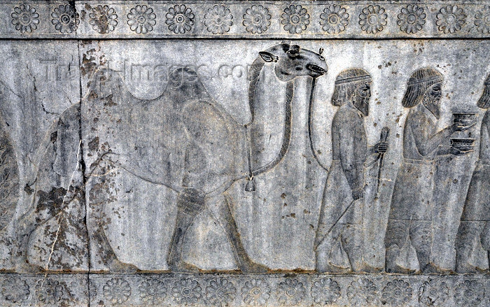 iran311: Iran - Persepolis: Apadana - Eastern stairs -  southern wall - relief showing tribute bearers - Bactrians offer bowls and a Bactrian camel - photo by M.Torres - (c) Travel-Images.com - Stock Photography agency - Image Bank