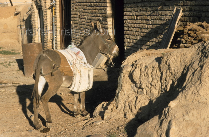 iran449: Iran: a donkey waits - equus asinus - photo by W.Allgower - (c) Travel-Images.com - Stock Photography agency - Image Bank