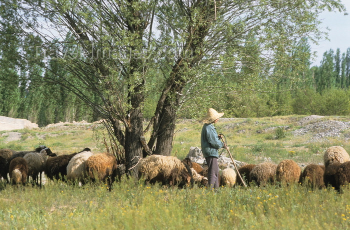 iran451: Iran - Zanjan province: shepherd with his flock - photo by W.Allgower - (c) Travel-Images.com - Stock Photography agency - Image Bank