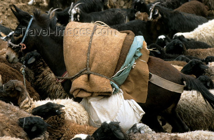 iran465: Iran: Onager - Equus hemionus - half ass - donkey and sheep - photo by W.Allgower - (c) Travel-Images.com - Stock Photography agency - Image Bank