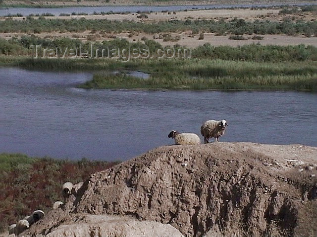 iraq80: Assur / Ashur, alah al-Din Governorate, Iraq: sheep survey the Tigris river - ancient Assyria - photo by A.Slobodianik - (c) Travel-Images.com - Stock Photography agency - Image Bank