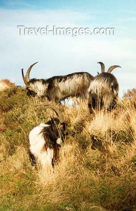 ireland14: Ireland - Partry Mountains: wild goats (county Mayo) - photo by Miguel Torres - (c) Travel-Images.com - Stock Photography agency - Image Bank