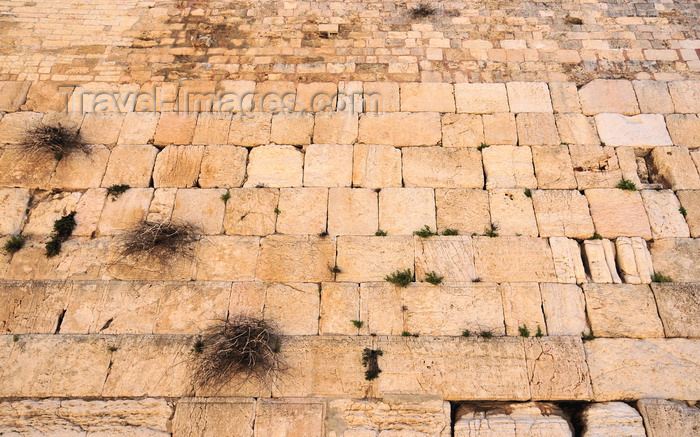 israel109: Jerusalem, Israel: the Wailing Wall stretches for almost 500 meters, mostly covered by residential buildings - remnant of the ancient wall that surrounded the Jewish Temple's courtyard - vegetation grows on the wall / Western Wall / the Kotel - muro das lamentações - Mur des Lamentations - Klagemauer - photo by M.Torres - (c) Travel-Images.com - Stock Photography agency - Image Bank