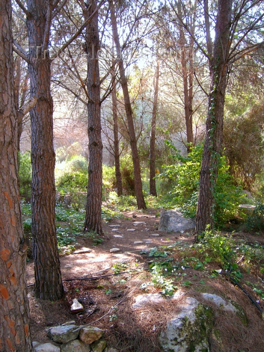 israel125: Israel - Qesarriya / Caesarea Maritima / Caesarea Palaestina: - Hadera: Israel forest - pine trees - photo by Efi Keren - (c) Travel-Images.com - Stock Photography agency - Image Bank