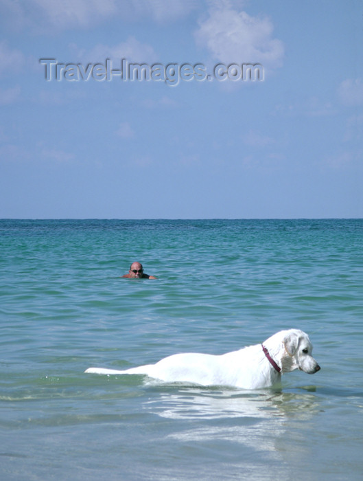 israel158: Israel - Kibbutz Sdot Yam: dog swimming in the sea - photo by Efi Keren - (c) Travel-Images.com - Stock Photography agency - Image Bank