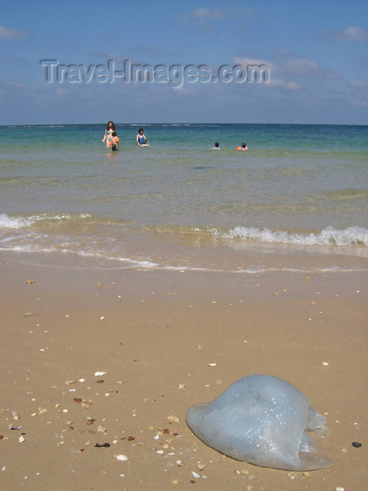 israel163: Israel - Kibbutz Sdot Yam: jellyfish on the sand - photo by Efi Keren - (c) Travel-Images.com - Stock Photography agency - Image Bank