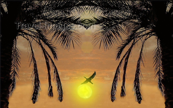 israel248: Eilat, Israel: palms at sunset - bird against the sun - photo by E.Keren - (c) Travel-Images.com - Stock Photography agency - Image Bank