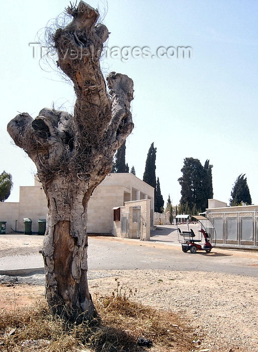 israel259: Israel - Hadera, Haifa district: cemetery - photo by Efi Keren - (c) Travel-Images.com - Stock Photography agency - Image Bank