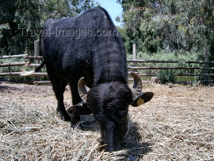 israel261: Israel - Hadera: Park Hef Tziba - black bull- photo by Efi Keren - (c) Travel-Images.com - Stock Photography agency - Image Bank