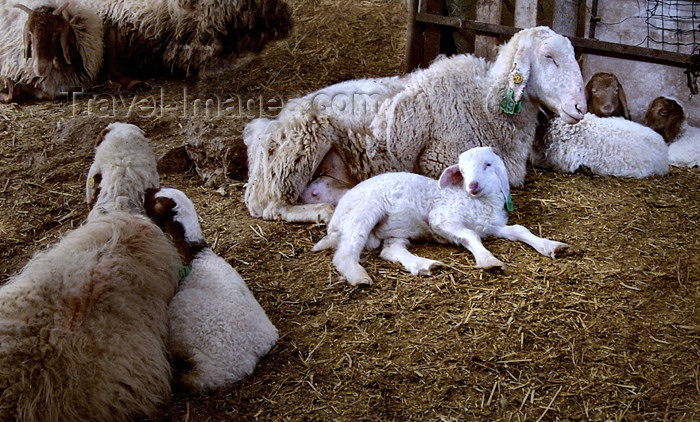 israel264: Israel - Neot Kdumim / Neot Kedumim, Center District: family - sheep - lamb - photo by E.Keren - (c) Travel-Images.com - Stock Photography agency - Image Bank