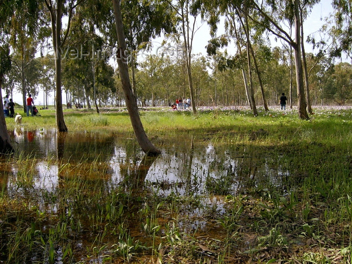 israel265: Israel - Megido: forest after the rain - photo by E.Keren - (c) Travel-Images.com - Stock Photography agency - Image Bank