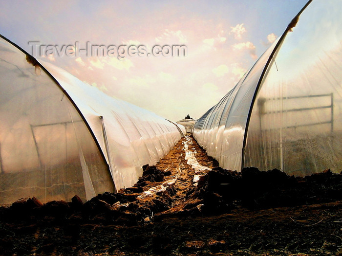 israel267: Israel - Kfar Vitkin, Hefer Valley Regional Council, Center District - Em Hamoshavot (Mother of the Settlements): houses of the Sun - greenhouses / hothouse - Gewächshaus, Invernadero, Serre, Invernadoiro, Rumah hijau, Serra, Kas, Szklarnia, Kasvihuone, Växthus, Estufa - agriculture - photo by E.Keren - (c) Travel-Images.com - Stock Photography agency - Image Bank