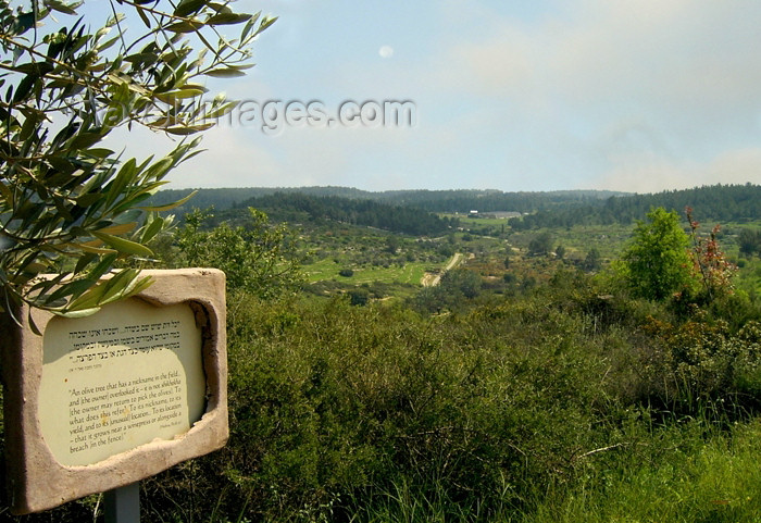 israel270: Israel - Neot Kdumim: olive branch and landscape - photo by E.Keren - (c) Travel-Images.com - Stock Photography agency - Image Bank